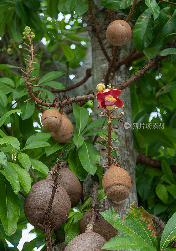 Sala花的学名为Couroupita guianensis，也有粗心树、塔拉树、龙颚树等别称，英文名为炮弹树